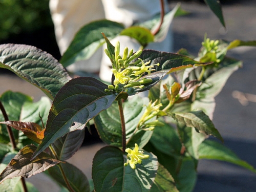 Diervilla rivularis 'Troya Black'